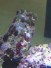 ZOA.jpg