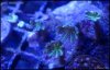 _DSC7689.JPG