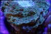 dsc021111.jpg