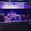 180g reef.jpg