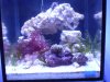 Full tank shot.jpg