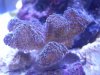 purple stylopora.jpg