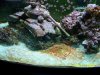 algae2sm.jpg