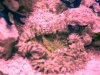 PinkGreenRockNem.jpg