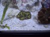 GreenYellowRockNem.jpg