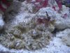 SexyShrimp with Rock Nem.jpg