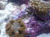 Sexy Shrimp with RockNem and Hammer.jpg
