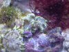 Zebra rock nem.jpg