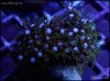 elite_reef_coral_DSC9930.JPG