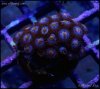 elite_reef_coral_DSC9931.JPG