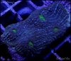 elite_reef_coral_DSC9934.JPG