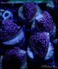 elite_reef_coral_DSC9936.JPG