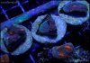 elite_reef_coral_DSC9937.JPG
