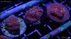 elite_reef_coral_DSC9939.JPG