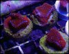 elite_reef_coral_DSC9943.JPG