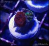 elite_reef_coral_DSC9906.JPG