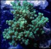 elite_reef_coral_DSC9961.JPG