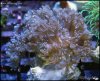elite_reef_coral_DSC9966.JPG