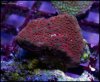 elite_reef_coral_DSC9967.JPG