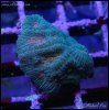 elite_reef_coral_DSC9971.JPG