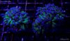 elite_reef_coral_DSC9975.JPG