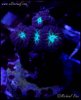 elite_reef_coral_DSC9977.JPG