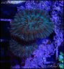 elite_reef_coral_DSC9980.JPG
