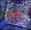 elite_reef_coral2015-06-27 02.20.56.jpg