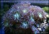 elite_reef_coral2015-06-27 03.00.04.jpg