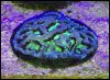 elite_reef_coral2015-07-02 16.17.50.jpg