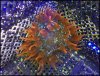 elite_reef_coral2015-07-02 19.01.33.jpg