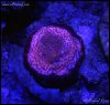 elite_reef_coral2015-07-10 23.43.23-1.jpg