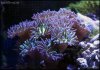 elite_reef_coral2015-06-27 06.12.16-1.jpg