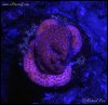elite_reef_coral2015-07-10 23.43.27.jpg