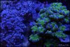 elite_reef_coral2015-07-11 23.33.37-1.jpg