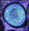 elite_reef_coral2015-07-10 23.42.46-1.jpg