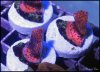elite_reef_coral2015-07-11 23.28.30-1.jpg