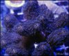 elite_reef_coral2015-07-11 23.28.40.jpg