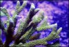 elite_reef_coral2015-07-11 23.29.16.jpg