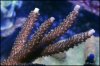 elite_reef_coral2015-07-11 23.29.57.jpg