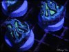 elite_reef_coral2015-07-11 23.30.12.jpg