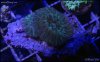 elite_reef_coral2015-07-11 23.30.37-1.jpg