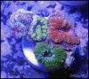 elite_reef_coral2015-07-11 23.31.14-1.jpg