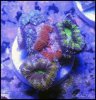 elite_reef_coral2015-07-11 23.31.18.jpg