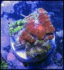 elite_reef_coral2015-07-11 23.31.21-1.jpg