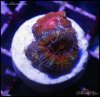 elite_reef_coral2015-07-11 23.31.45.jpg
