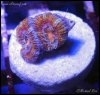 elite_reef_coral2015-07-11 23.31.52.jpg