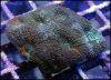 elite_reef_coral2015-07-11 23.32.15-1.jpg