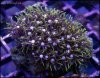 elite_reef_coral2015-07-11 23.32.23-1.jpg