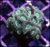 elite_reef_coral2015-07-11 23.32.37-1.jpg